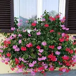 Haus Amalia Bed & Breakfast
