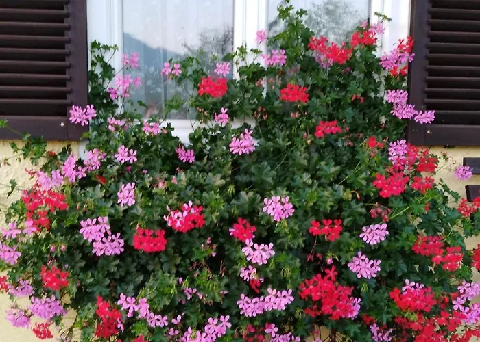 Haus Amalia Bed & Breakfast